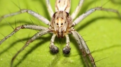 Spider-nyanka